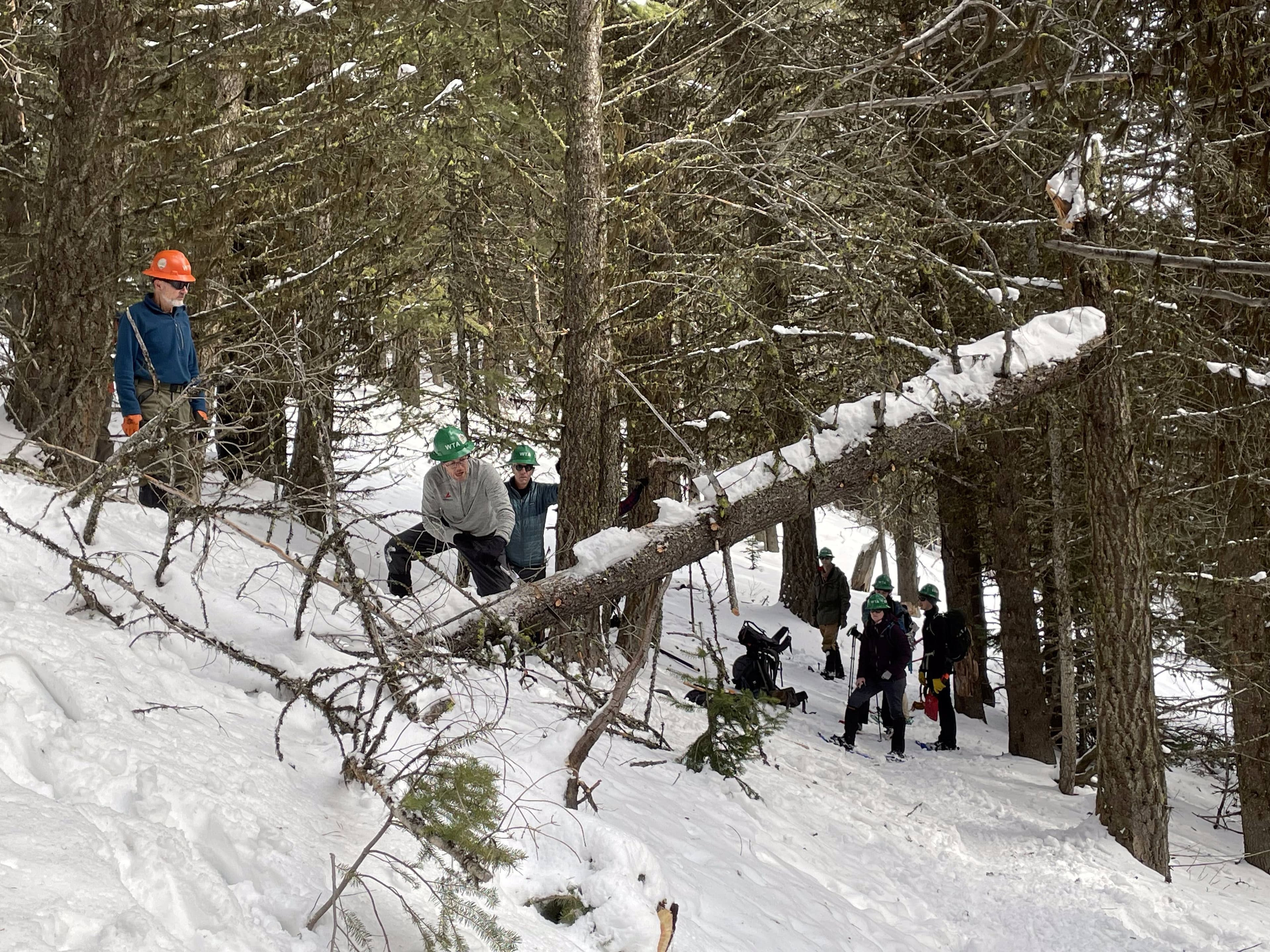 Washington Trails Association work crew examining fallen tree in the snow before they clear it. 